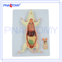 PNT-0821 high quality Anatomy Animal 6-Parts Rat Mouse Model